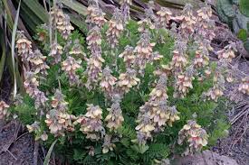 Image result for Tephrosia polystachya