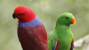 Image result for parrot