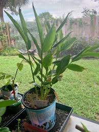 Image result for Aframomum mala