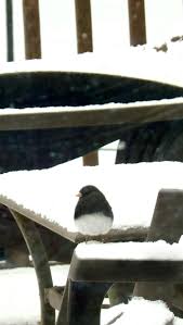 Hi, I know these two little cuties are dark eyed juncos. but my question is  are they male and female? One is lighter gray and the other one is more of a