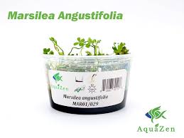Image result for Marsilea subterranea