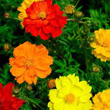 Cosmos Carpet Formula Flower Seeds Flower Seeds Online Flower Pictures