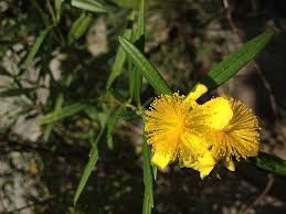 Image result for Hypericum quartinianum
