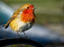 Birds Of Wisconsin Book Birds Of Wisconsin Wisconsin Week For The Animals Become Involved Robin Bird Bird Pictures Robin Bird Picture