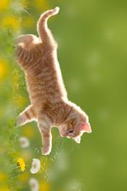 Dieser pinnwand folgen 761 nutzer auf pinterest. 31 Baby Katzen Baby Katzen Katzen Kaufen Katzenbabys Kaufen