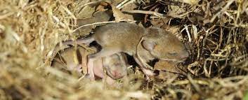 Signs Of Mice In Your Home Western Exterminator
