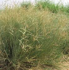 Image result for Coelachyrum