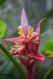Image result for Musa ornata