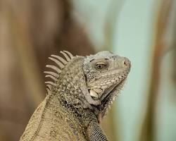 Lagarto