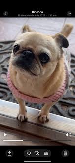 I lost a male catahoula with one blue eye and a orange collar