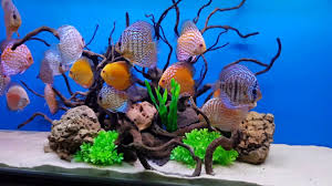 Beautiful Fishes Aquarium Fish Tank 10 Gallon Fish Tank Aquarium Fish Tank Aquarium Fish