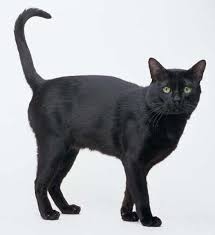 En Sevimli Kedi Turleri Ve Kedi Cinsleri En Tatli Kedi Turleri Ve Ozellikleri