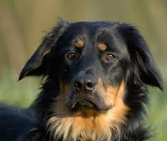 hovawart hovawart hovawart dog hunde
