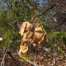Image result for Acacia eriocarpa