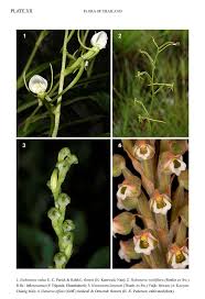 Image result for Hetaeria