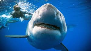 Tiger sharks are named for the dark, vertical stripes found mainly on juveniles. Animales Seis Anos Despues Localizan A Deep Blue El Tiburon Blanco Mas Grande Del Mundo