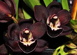 Maybe you would like to learn more about one of these? Retailer Of Himalayan Bulbs Lalupate The Christmas Flowers Himalayan Flower Nursery Darjeeling