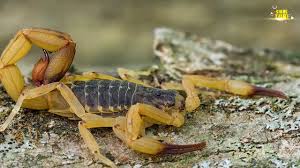 Harimau adalah binatang penyendiri yang sangat menyadari batas wilayahnya. Himpunan Contoh Teka Teki Ada Ekor Bukan Binatang Ada Kepala Bukan Manusia Yang Terbaik Untuk Para Guru Skoloh