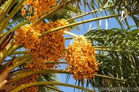 Once i had all of the kiwi cut up, the clementines pealed and sectioned, and the banana sliced in half i began to put it together. Palm Trees With Dates Fruits Www Makkahmadinahphotos Com
