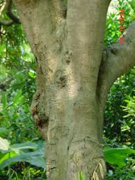 Image result for Oldfieldia macrocarpa