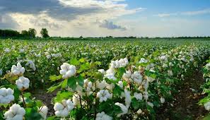 Cotton Plant Images – Browse 3,165,942 Stock Photos, Vectors, and Video |  Adobe Stock
