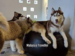It's amazing that we have the opportunity to see the most beautiful dog in huskiss,best service,definitely worth a visit. Huskiss Dog Lovers Delight In Kelana Jaya Petaling Jaya
