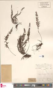 Image result for Melpomene flabelliformis