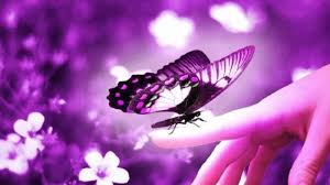 Image result for kupu kupu