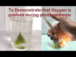 Oxygen Is Liberated During Photosynthesis Practical Experiment - Youtube