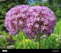 Image result for Alliaceae