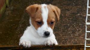 543 likes · 31 talking about this. Plummer Terrier Price Temperament Life Span