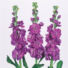 Image result for Matthiola