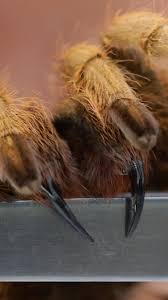 Image result for Tarantula Bite