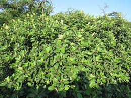 Image result for Ficus trichopoda