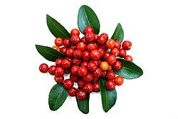 Image result for Drypetes