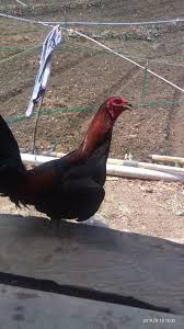 Gambar ayam ninja, ciri ayam ninja, harga ayam ninja, jenis ayam dark ninja,. Ayam Ninja Home Facebook