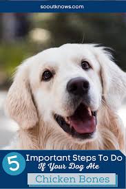 My Dog Ate Chicken Bones 5 Important Steps To Take Now In 2020 Cool Dog Beds Dog Adoption Pet Transport