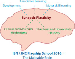 An encryption algorithm is malleable if it is possible to transform a ciphertext into another ciphertext which decrypts to a related plaintext. The Malleable Brain Plasticity Of Neural Circuits And Behavior A Review From Students To Students Schaefer 2017 Journal Of Neurochemistry Wiley Online Library