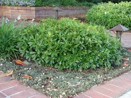 3' h x 4' w. Pittosporum Tobira Wheeler S Dwarf