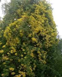 Image result for Senecio tamoides