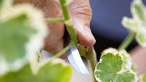 How To Root Plants From Cuttings