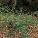 Image result for Aeschynomene elaphroxylon