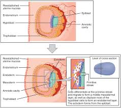 28 2 embryonic development anatomy and physiology