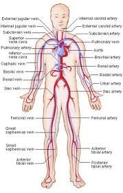 Arteries carry oxygenated and nutrient rich blood to the bodys tissues from the heart. 20 Cardiologist Heart Doctor Ideas Circulatory System Heart Doctor Anatomy And Physiology