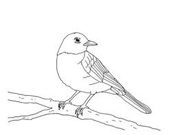 Robins are common birds throughout the world. American Robin Coloring Page By Mama Draw It Teachers Pay Teachers