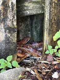 Is it normal for wild corn snakes to be “friendly”? : rsnakes