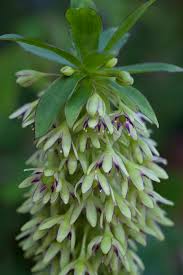 Image result for Walleria nutans