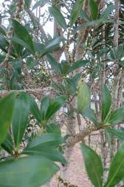 Image result for Rapanea melanophloeos