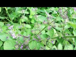 Image result for Mesosphaerum suaveolens