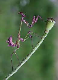 Pictures of pretty praying mantis and many more. Purple Praying Mantis Beautiful Bugs Praying Mantis Wild Animals Pictures
